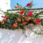 Ozdobna roślinność balkonowa – jak pielęgnować pelargonie? jak uprawiać pelargonie?
