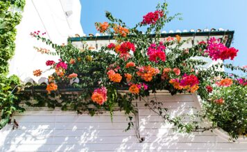 jak uprawiać pelargonie?