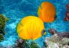 Czy Koral szlachetny żyje w wodach słonych czy słodkich?