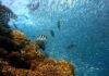 Jak długo żyją koralowce?