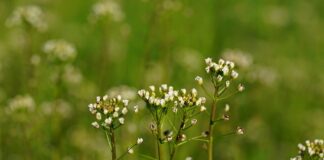 Jak założyć torebkę na biodrach?