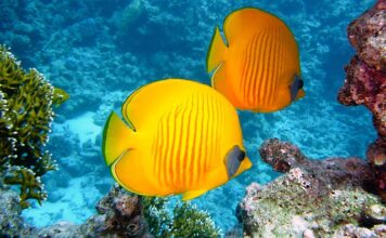 Co to jest koral Robaczywka?