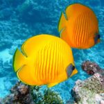 Czy koral to zwierzę?